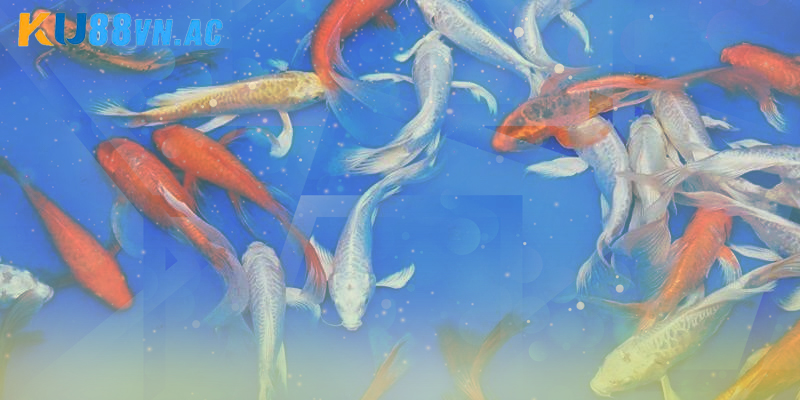 Nằm Mơ Thấy Cá Chép Đánh Đề Con Gì Để Mang Lại May Mắn 1 Nằm mơ thấy cá chép đánh đề con gì chuẩn xác nhất?