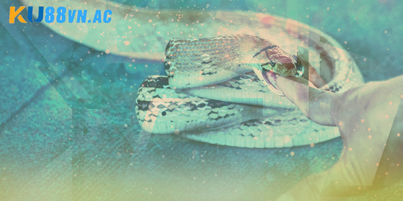 Nằm mơ thấy rắn hổ mang cắn vào tay đánh con gì thể hiện sự cảnh báo