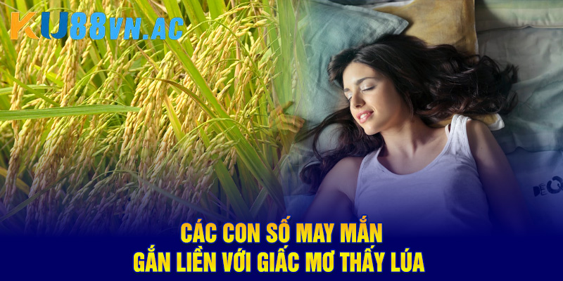 Ngủ Mơ Thấy Lúa Báo Điềm Gì? Nên Đánh Con Số May Mắn Nào? 5 Các con số may mắn gắn liền với giấc mơ thấy lúa